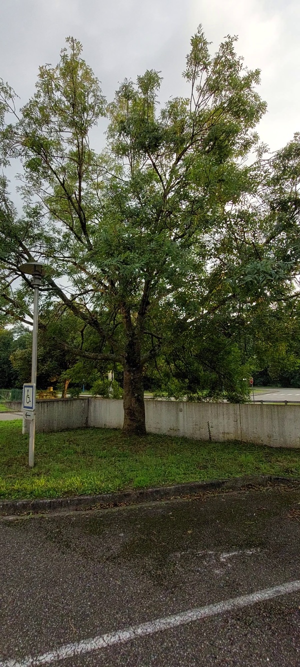 photo de l'arbre