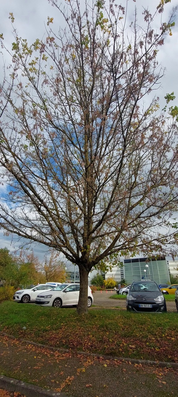 photo de l'arbre