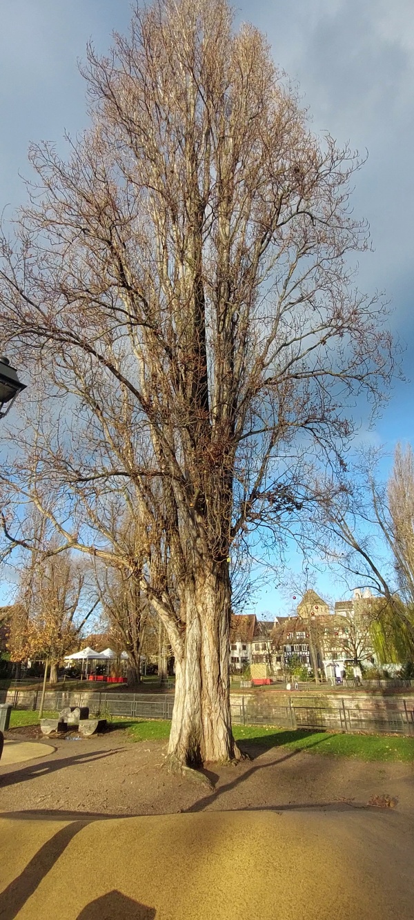 photo de l'arbre