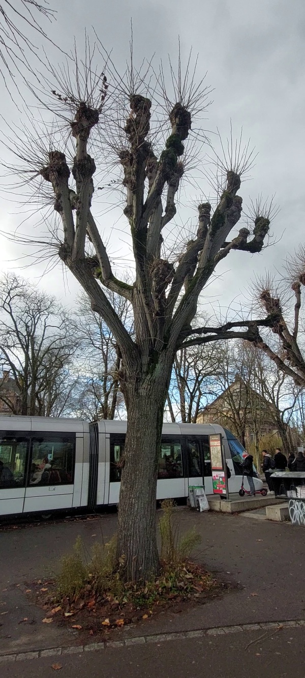 photo de l'arbre