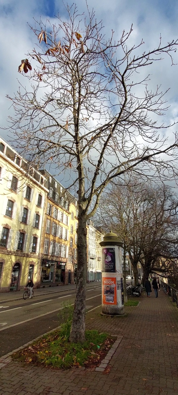 photo de l'arbre