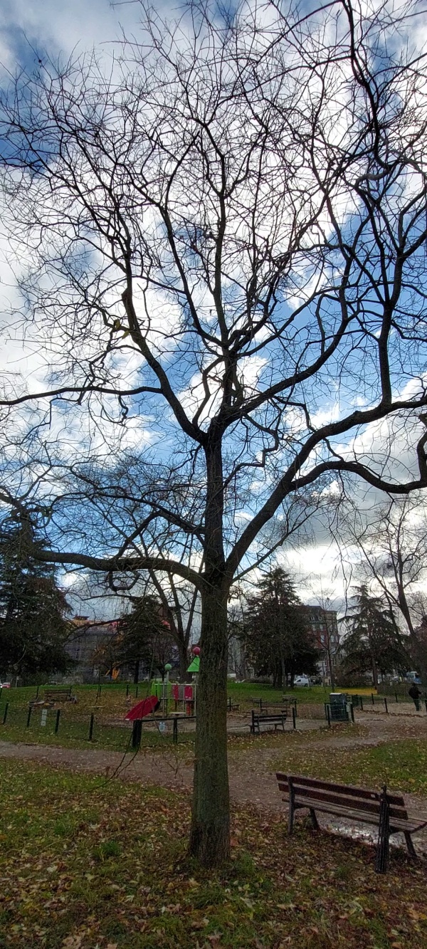 photo de l'arbre