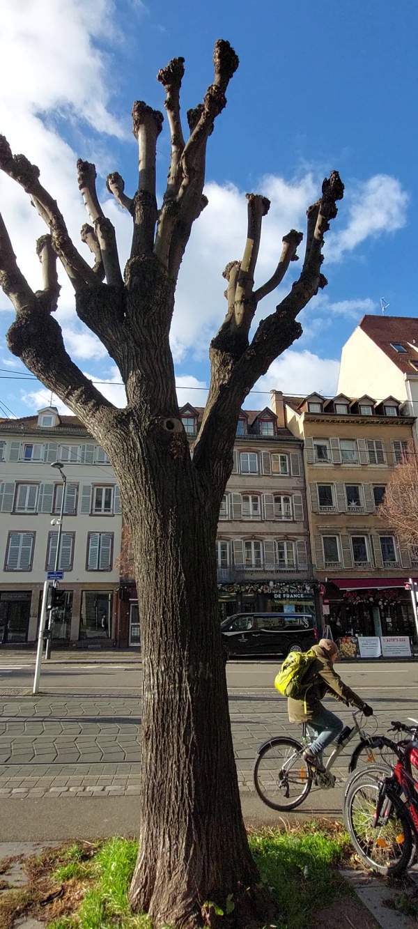 photo de l'arbre