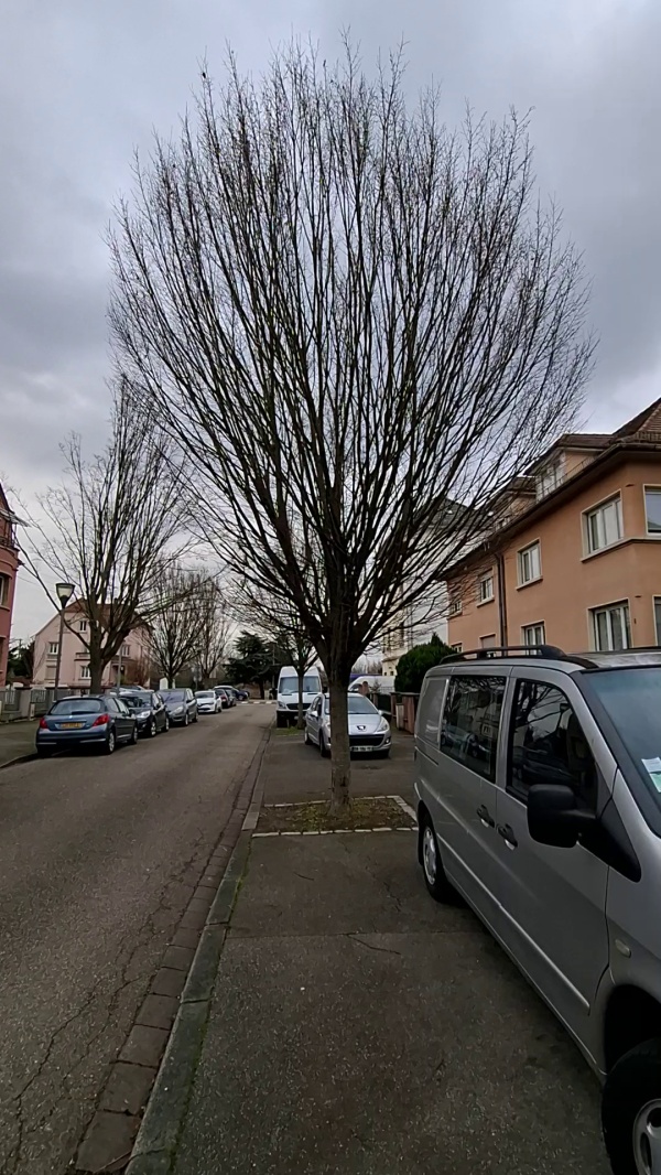 photo de l'arbre