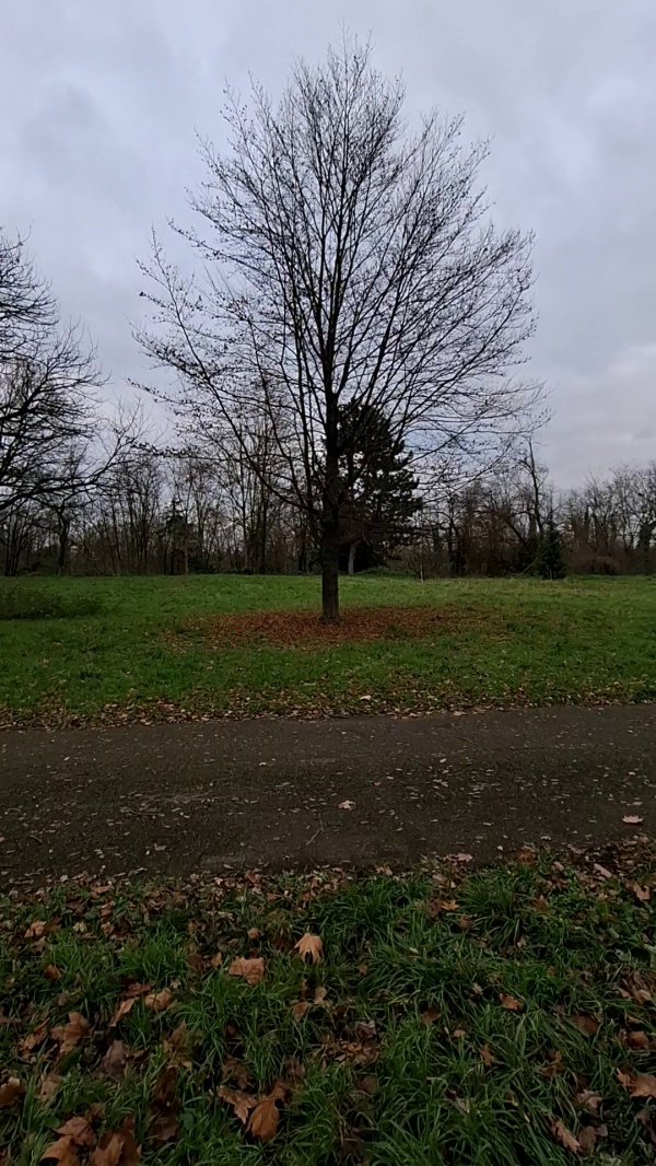 photo de l'arbre