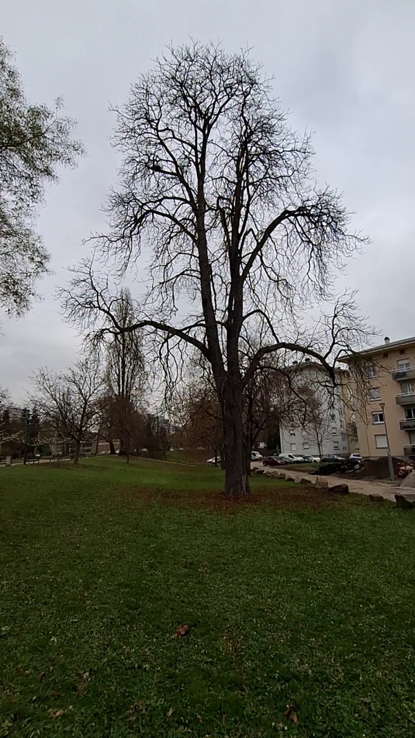 photo de l'arbre