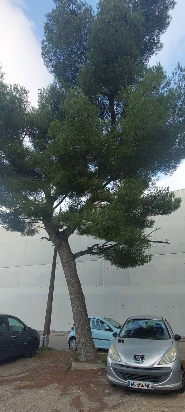 photo de l'arbre