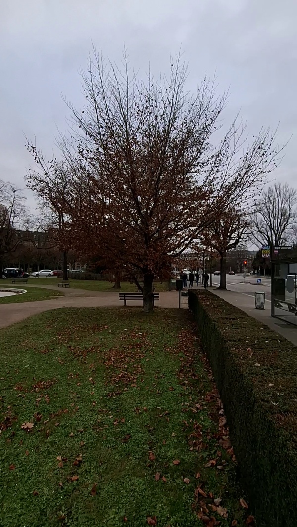 photo de l'arbre