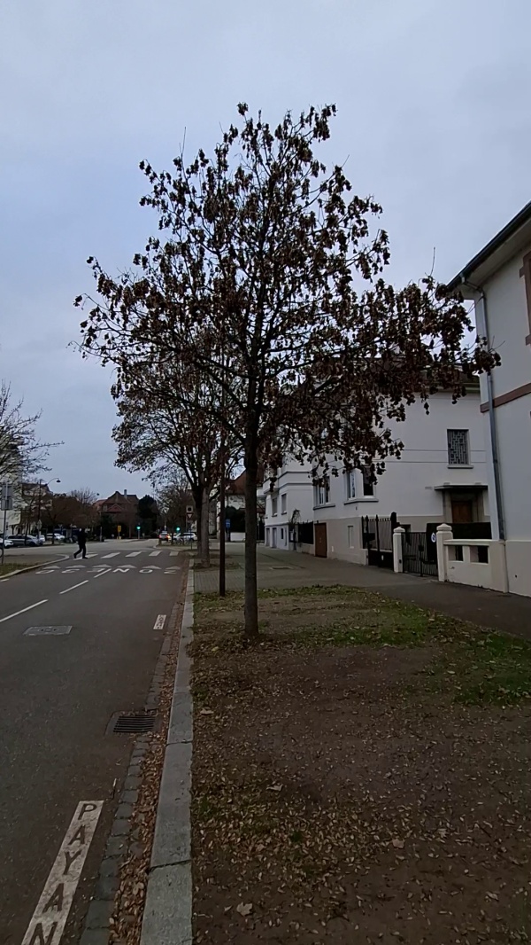 photo de l'arbre