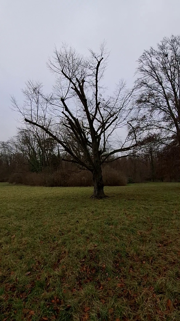 photo de l'arbre