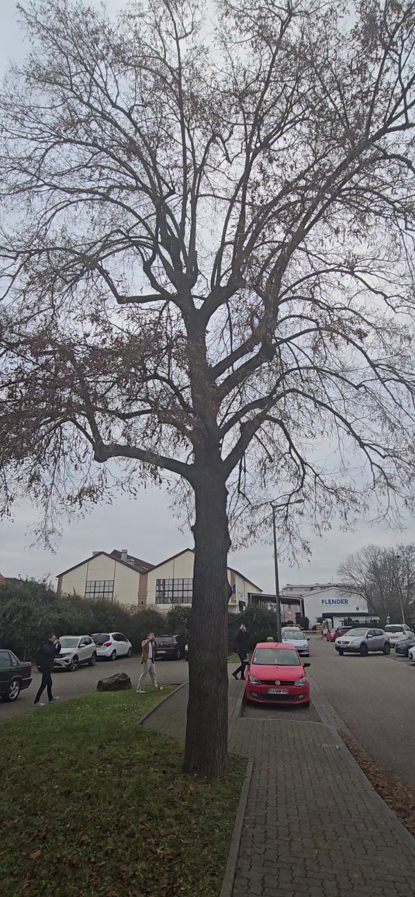 photo de l'arbre