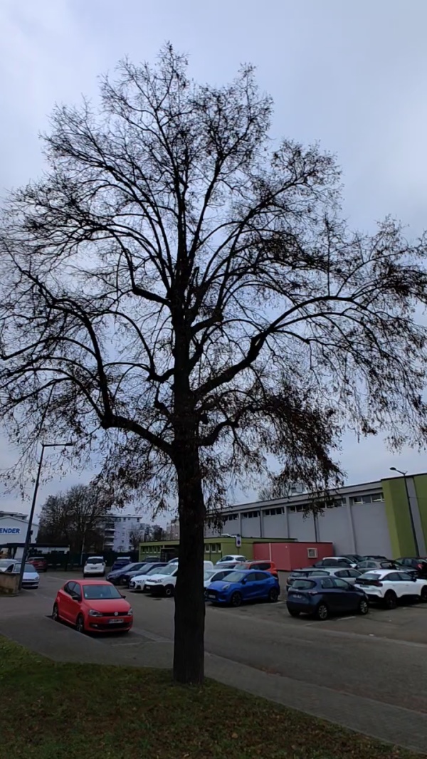 photo de l'arbre