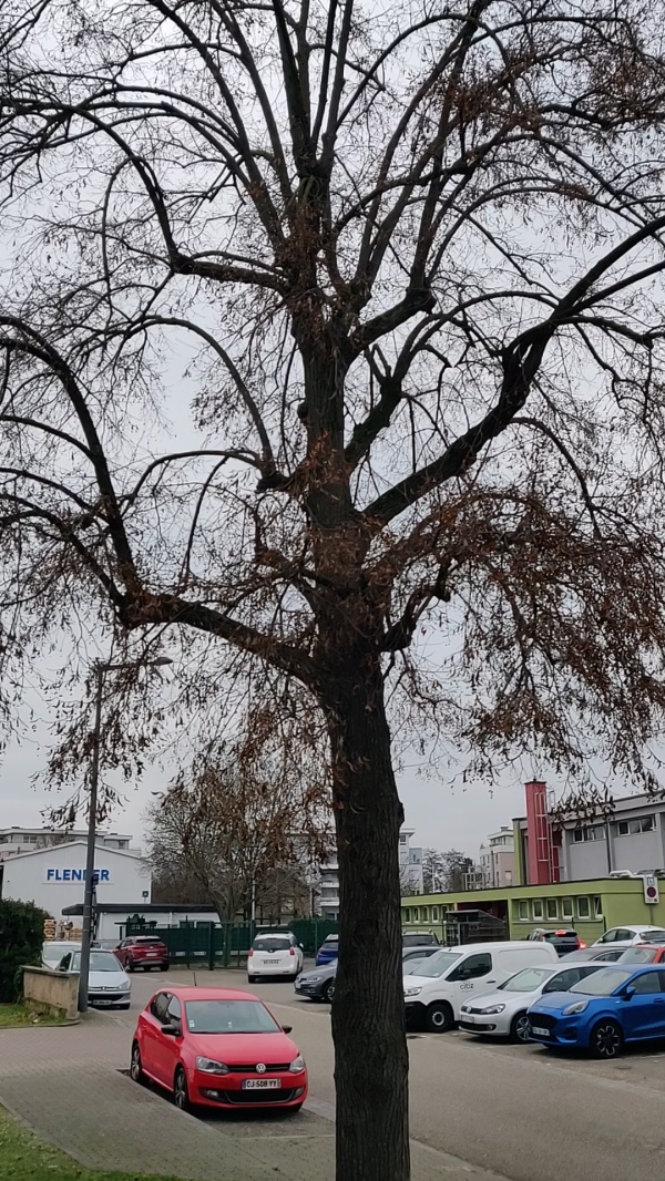 photo de l'arbre