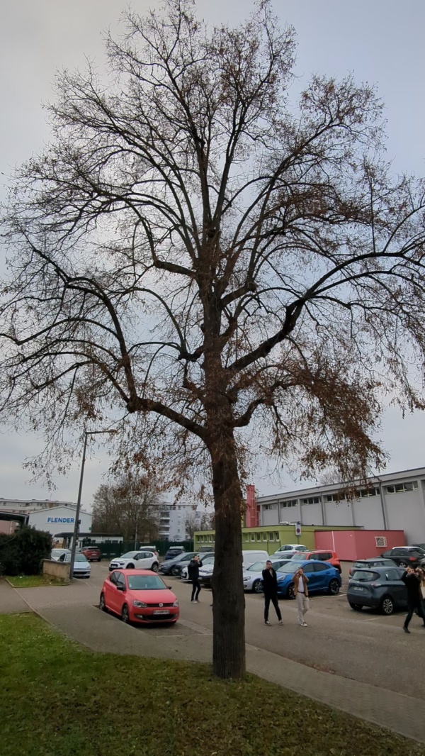 photo de l'arbre