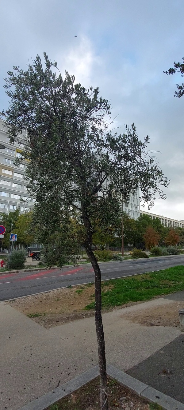 photo de l'arbre