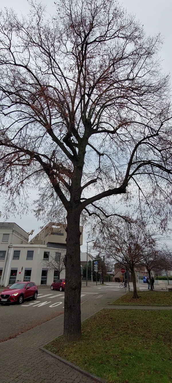 photo de l'arbre