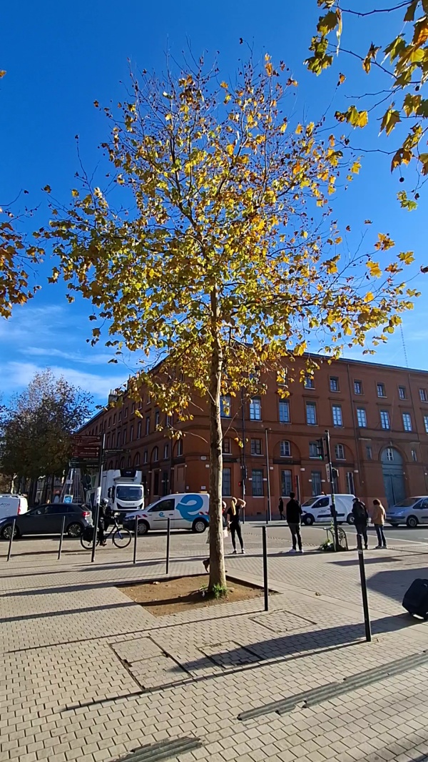 photo de l'arbre