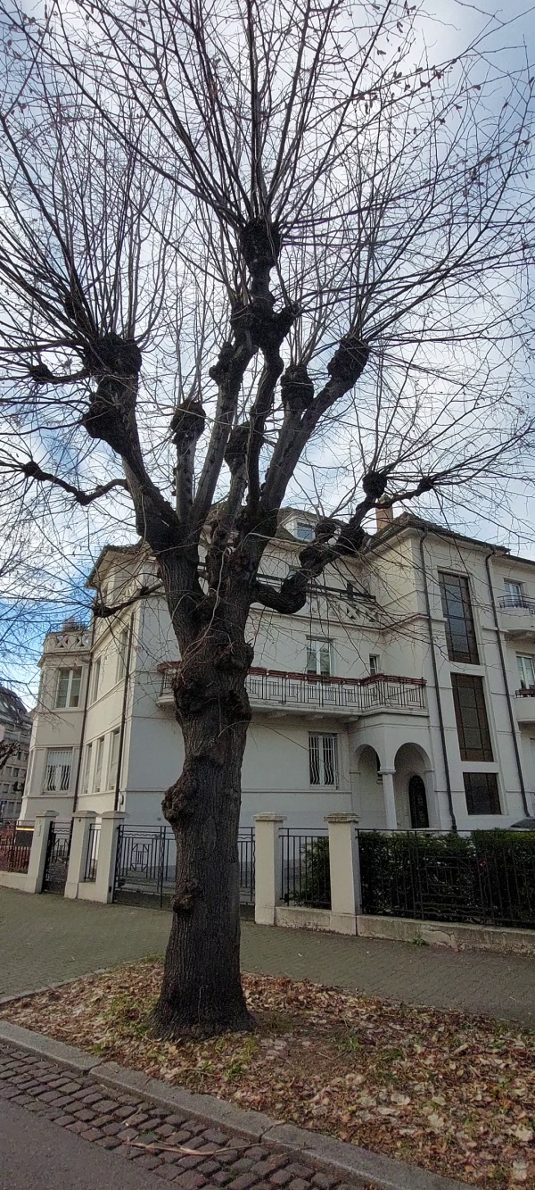 photo de l'arbre