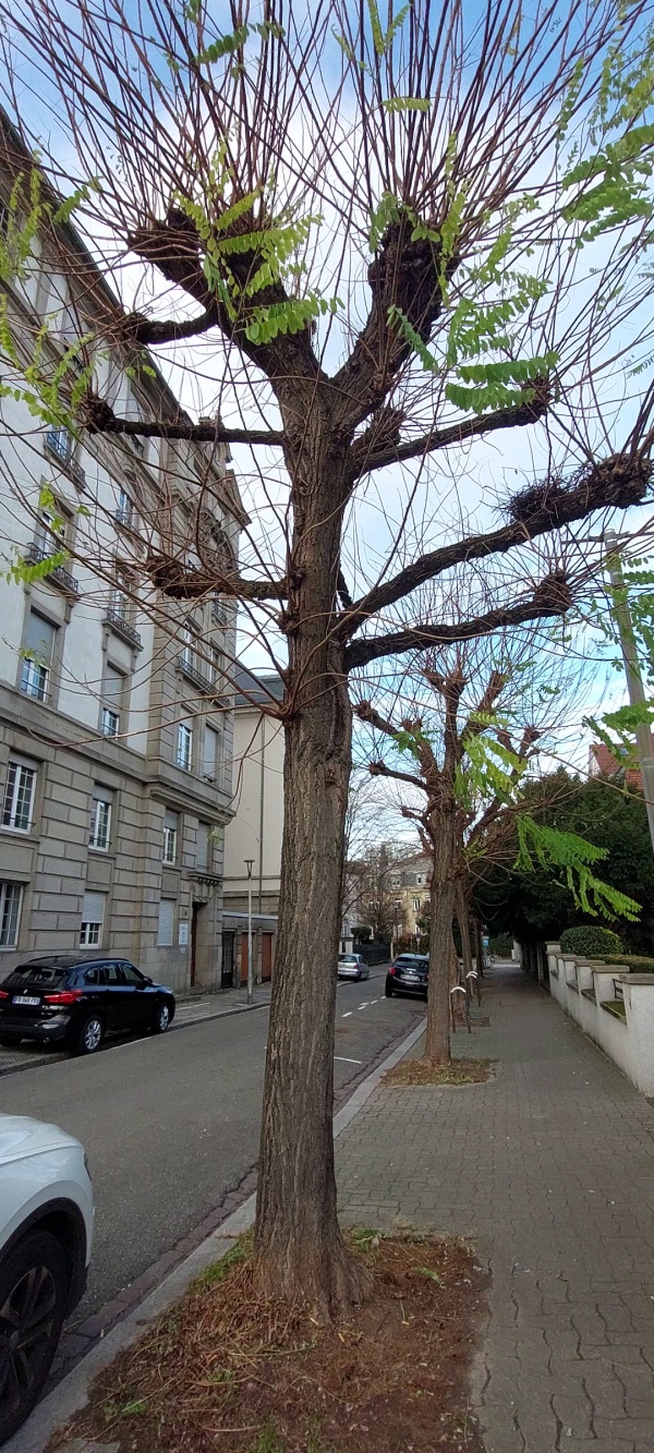 photo de l'arbre