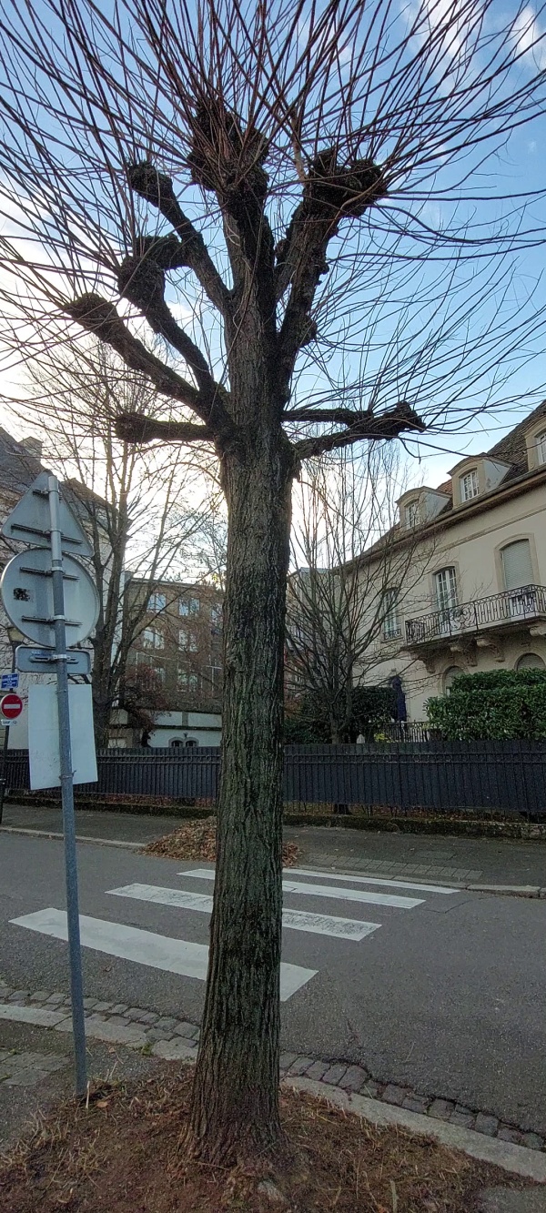 photo de l'arbre