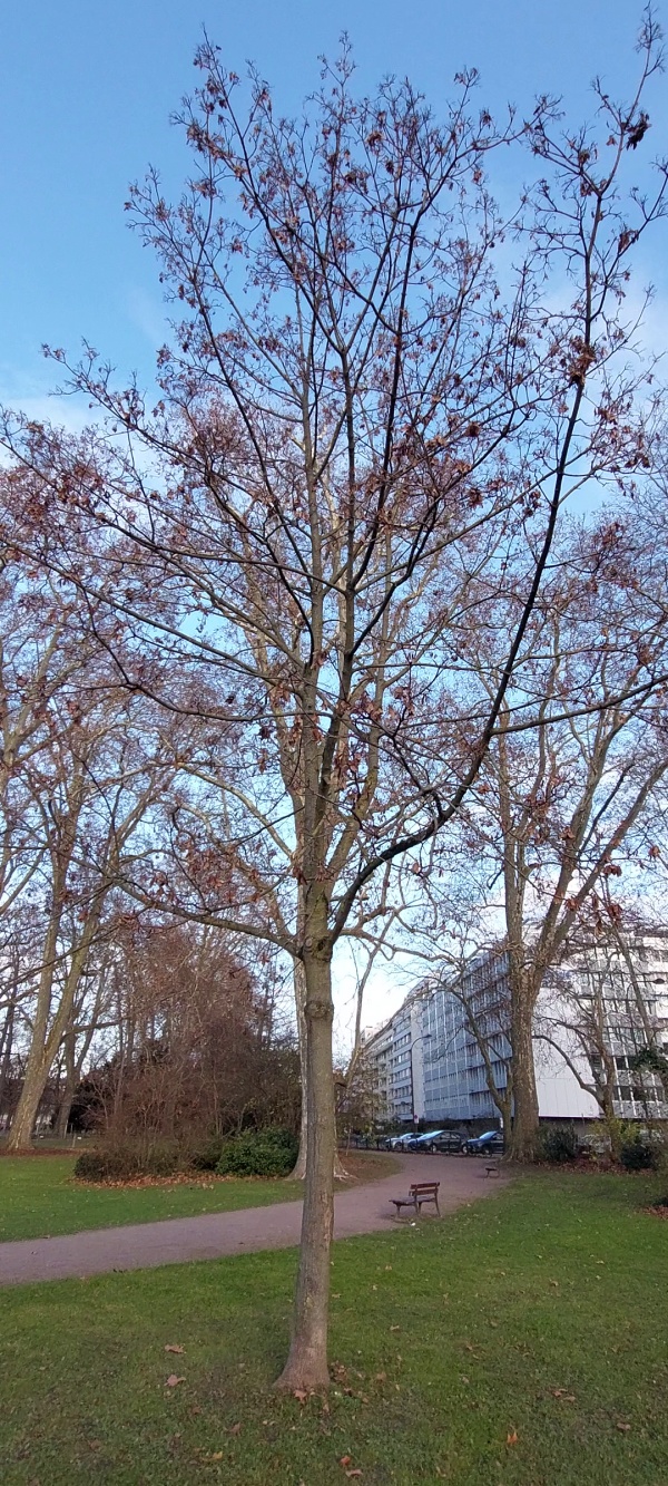 photo de l'arbre