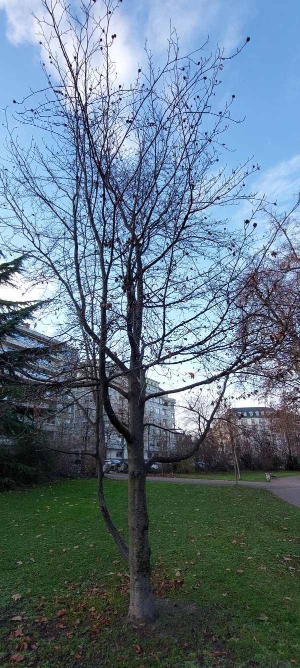 photo de l'arbre