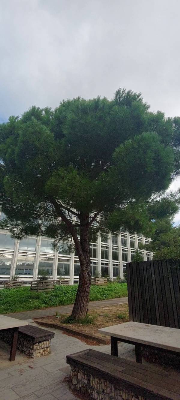 photo de l'arbre