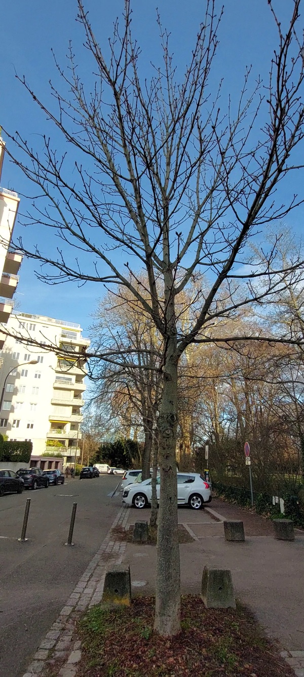 photo de l'arbre