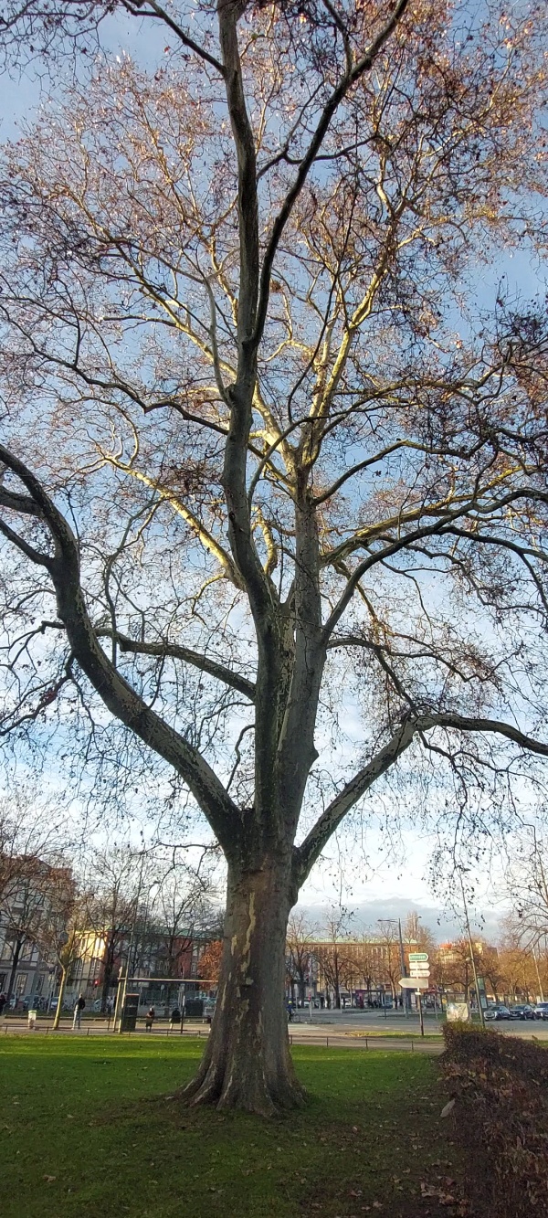 photo de l'arbre