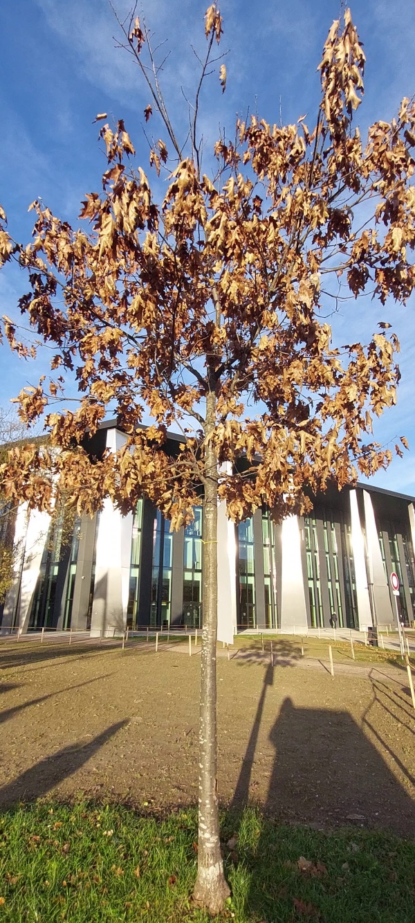 photo de l'arbre