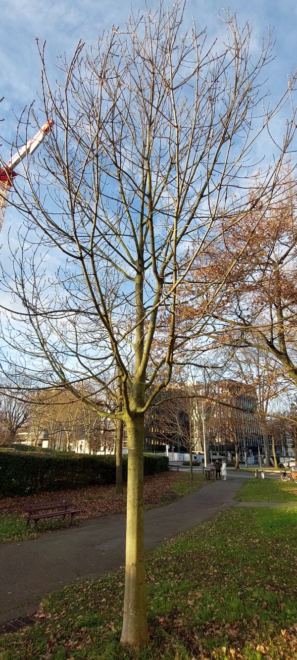 photo de l'arbre