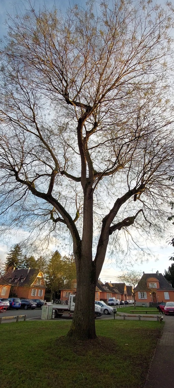 photo de l'arbre