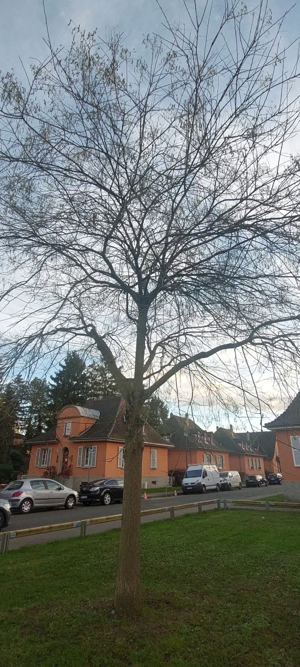 photo de l'arbre