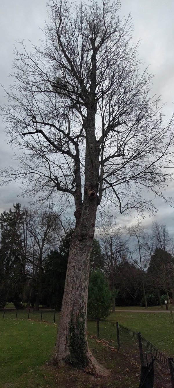 photo de l'arbre