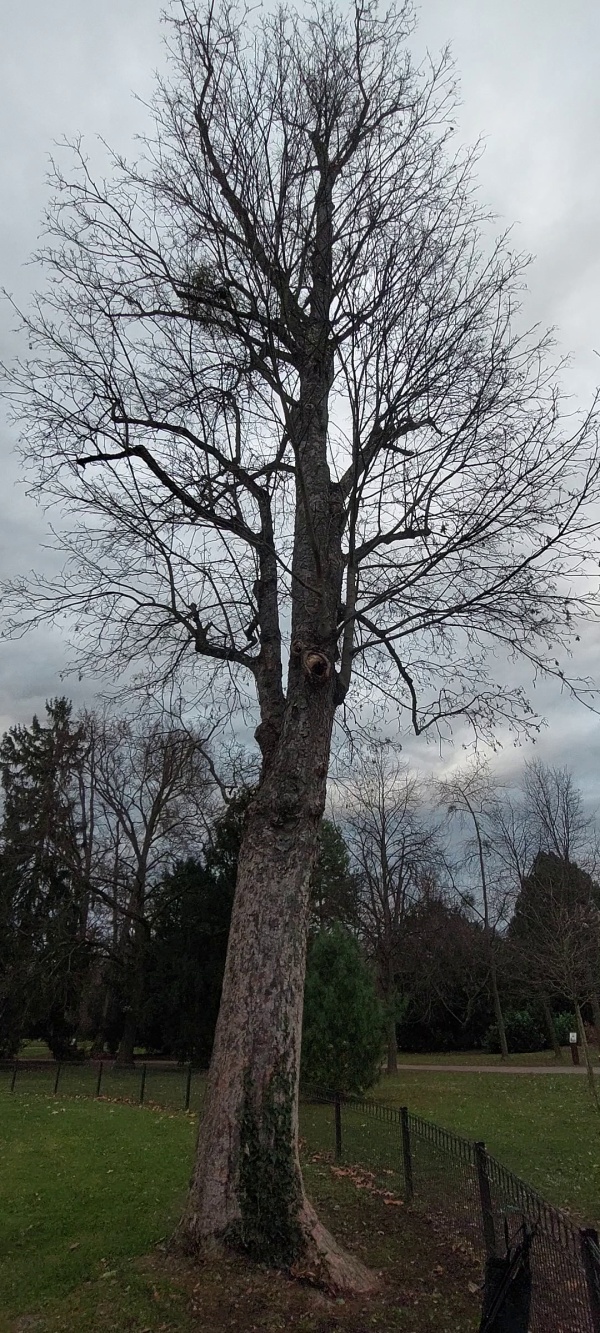 photo de l'arbre