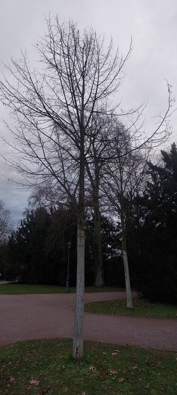 photo de l'arbre