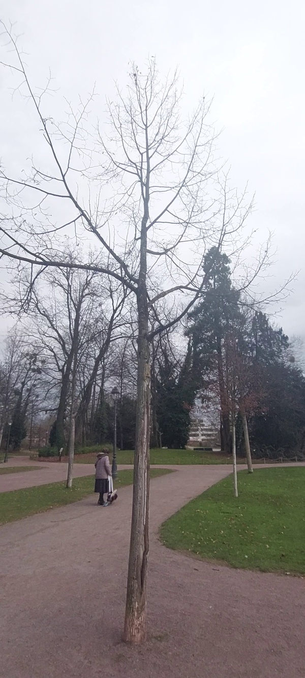 photo de l'arbre