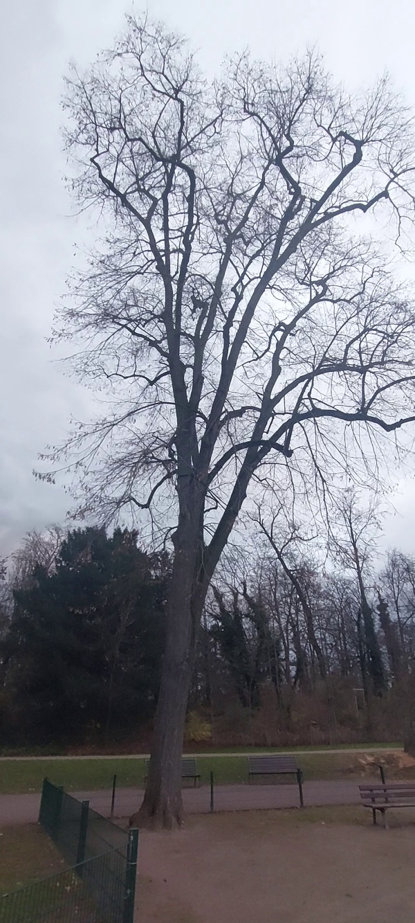 photo de l'arbre