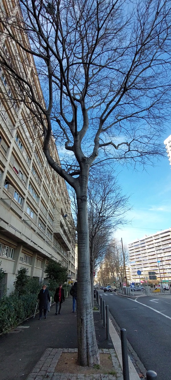 photo de l'arbre