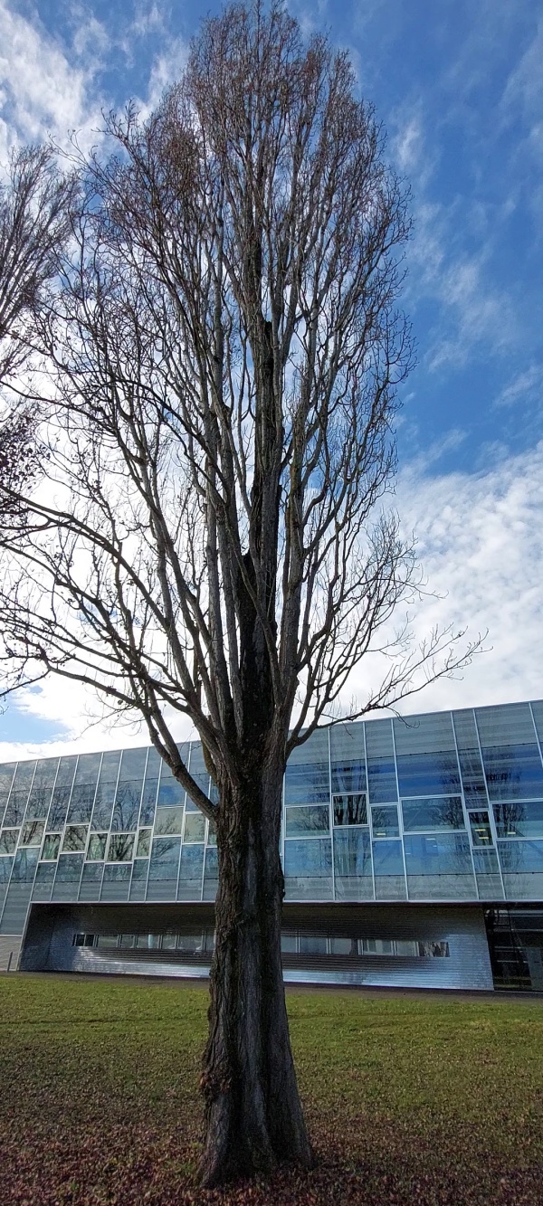 photo de l'arbre