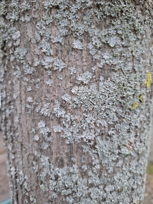 photo de l'arbre