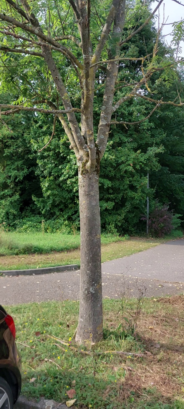 photo de l'arbre