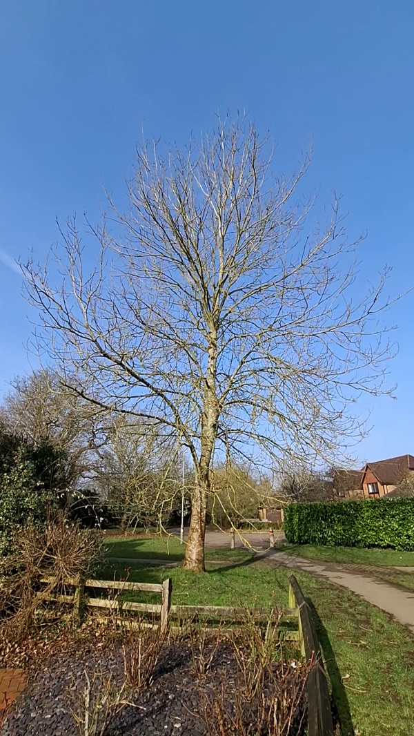 photo de l'arbre