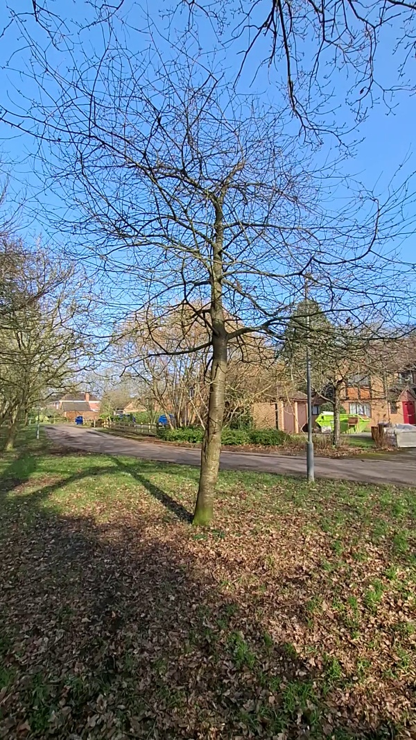 photo de l'arbre