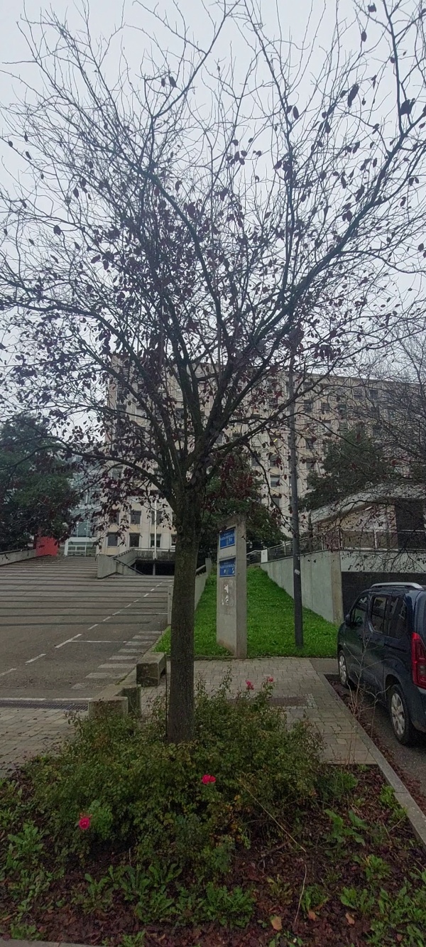 photo de l'arbre