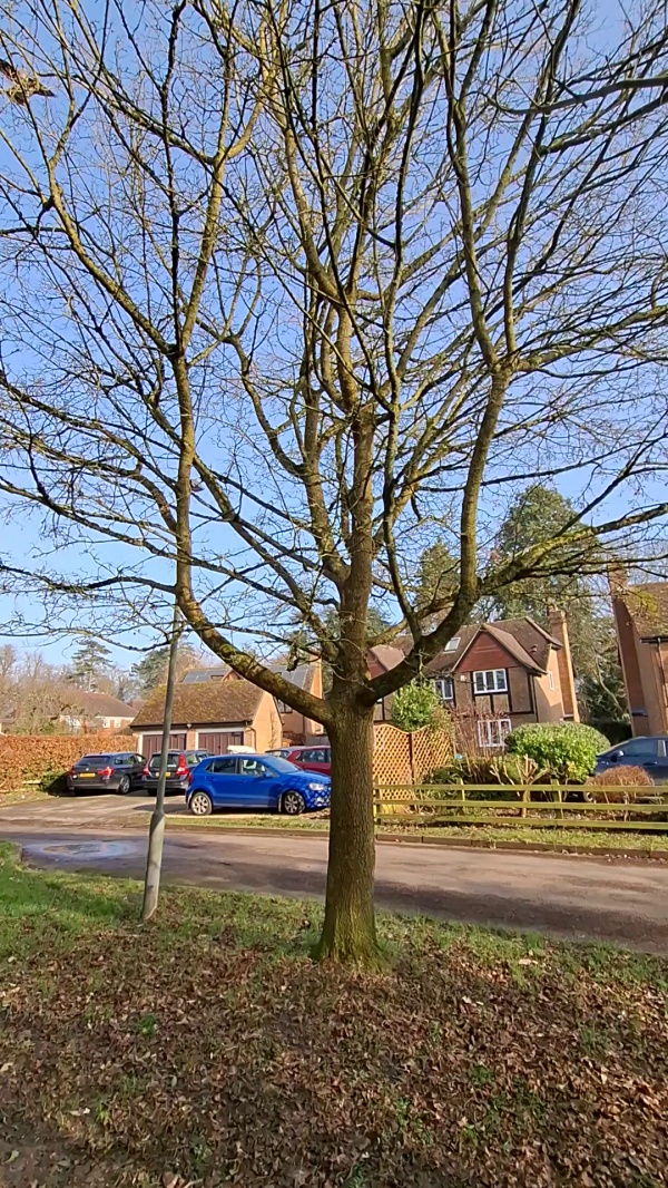 photo de l'arbre