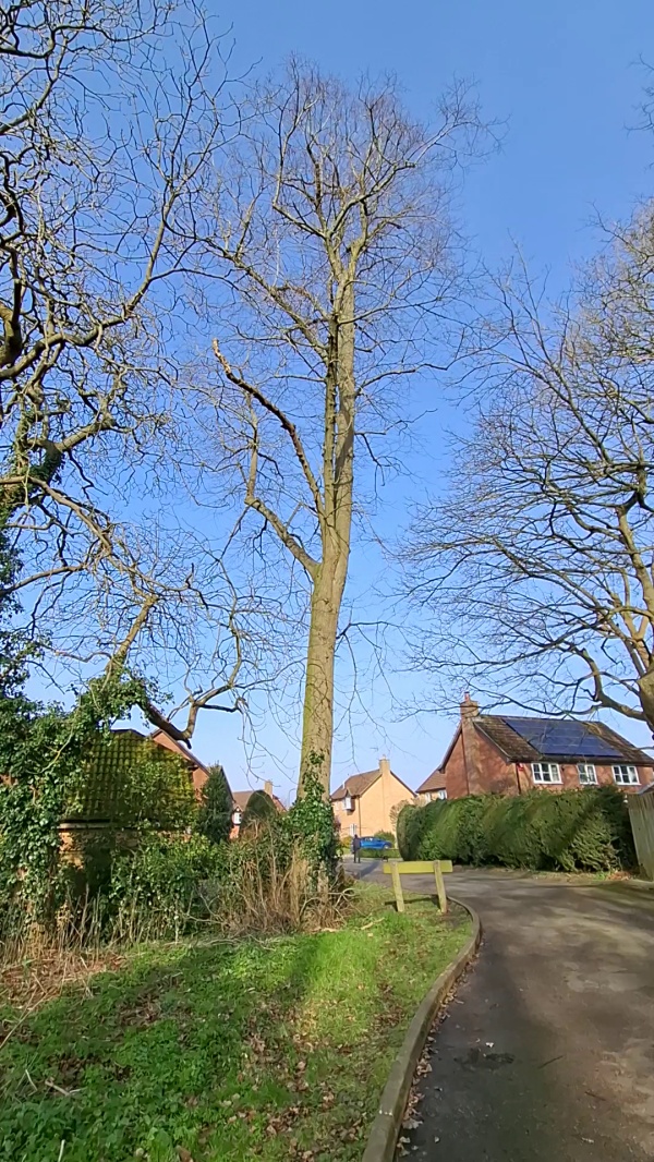 photo de l'arbre