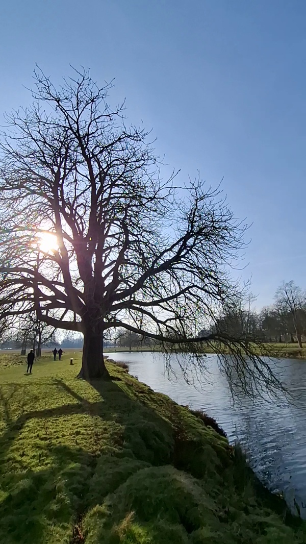 photo de l'arbre