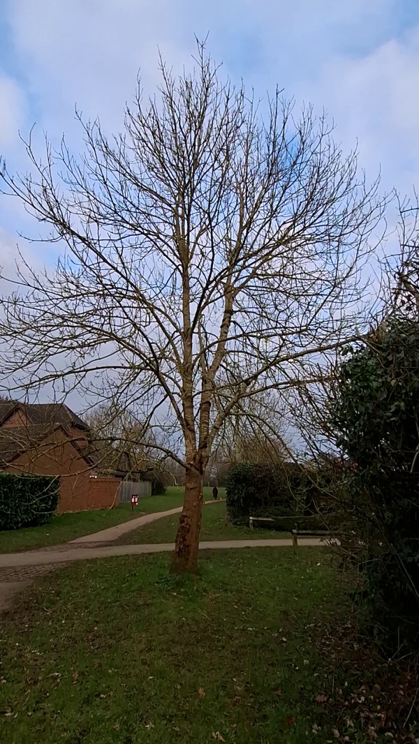 photo de l'arbre