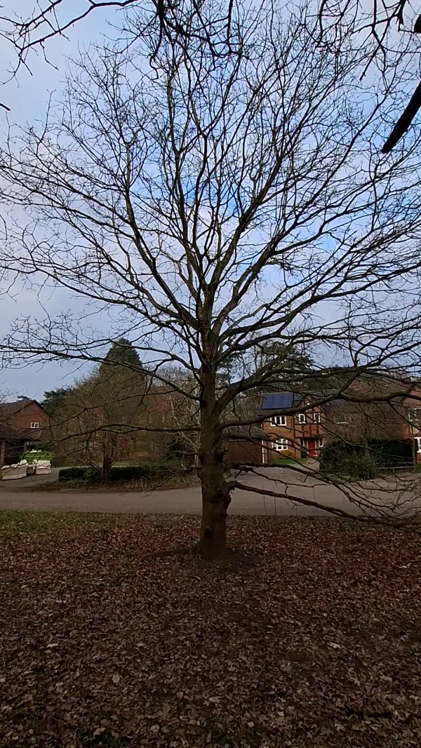 photo de l'arbre